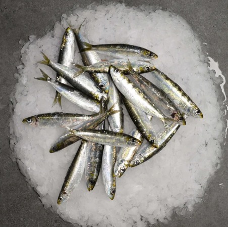 Taze sardalya